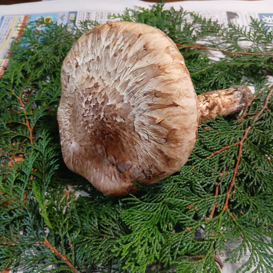 松茸、山梨