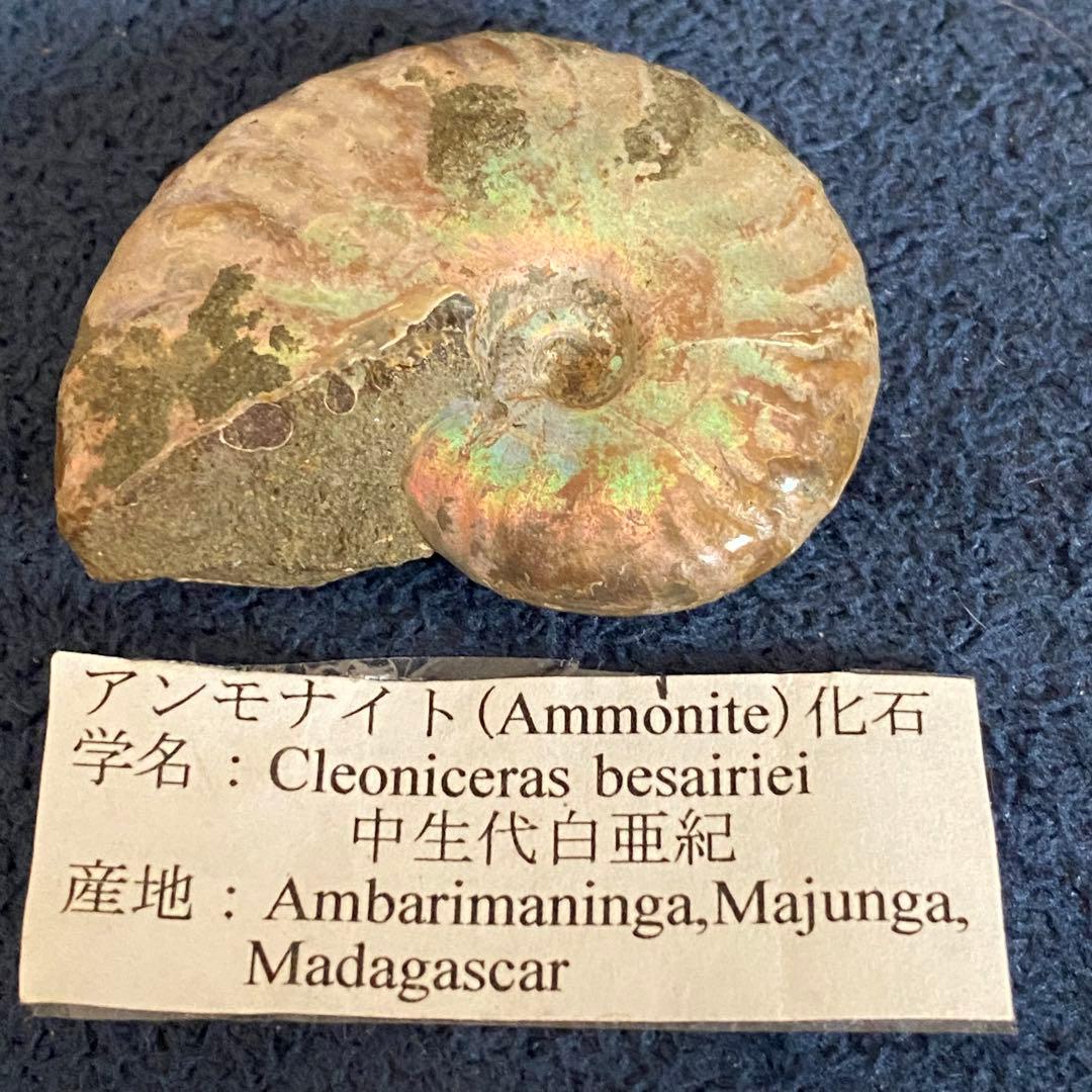 アンモナイト オパール化 一部メノウ化 マダガスカル産