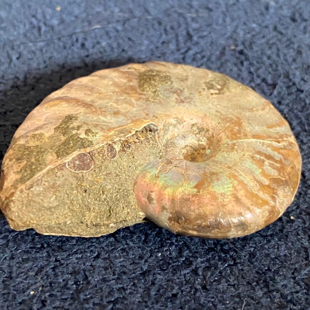 アンモナイト オパール化 一部メノウ化 マダガスカル産