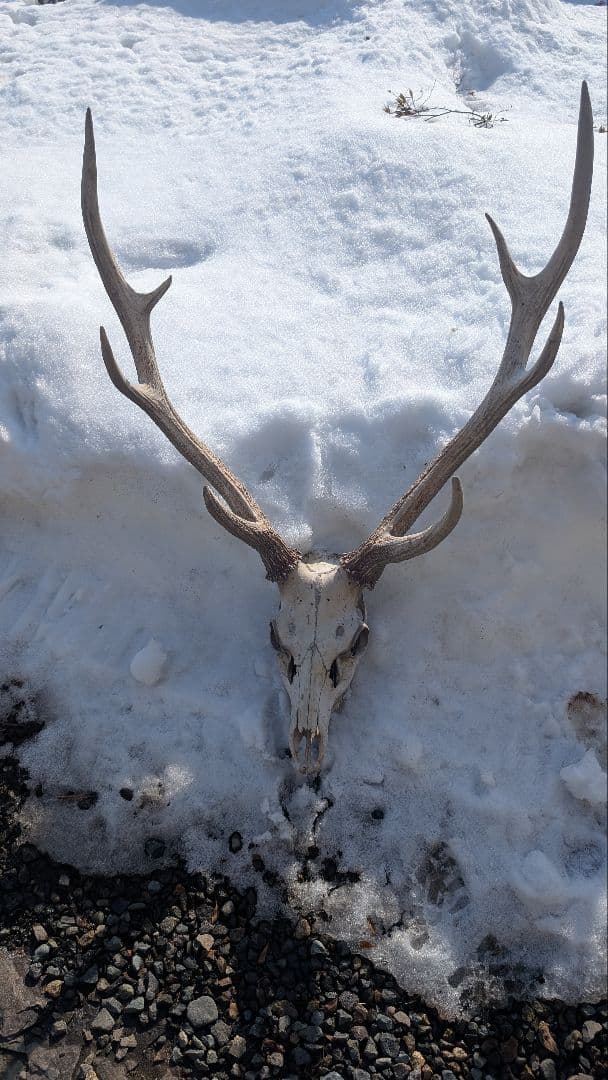 エゾジカ 鹿の角 頭蓋骨 インテリア ハン ティングトロフィー