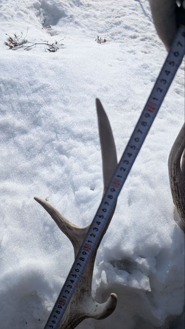 エゾジカ 鹿の角 頭蓋骨 インテリア ハン ティングトロフィー