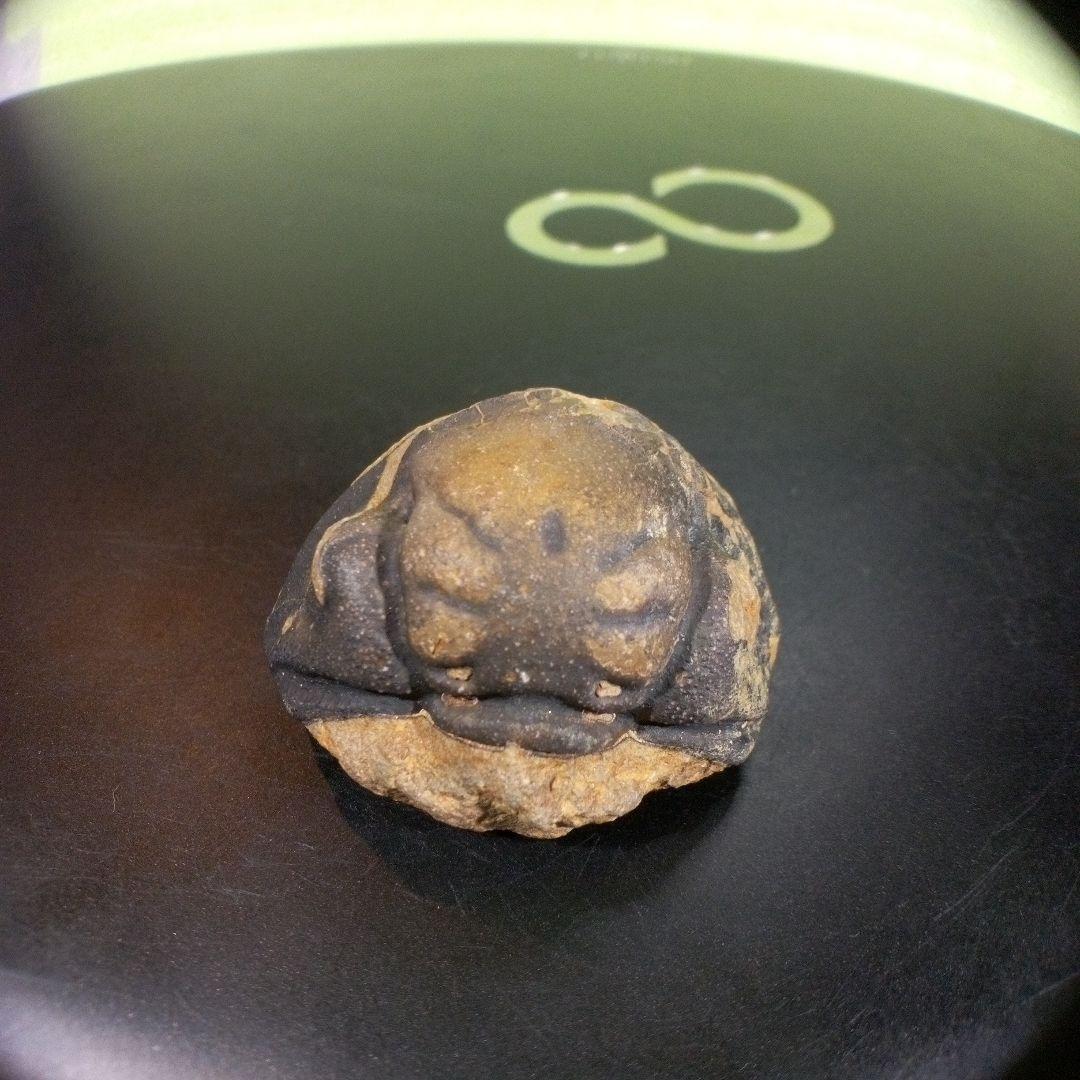 三葉虫　化石　fossil　ボリビア　trilobite　海生動物　三葉虫識別⑩