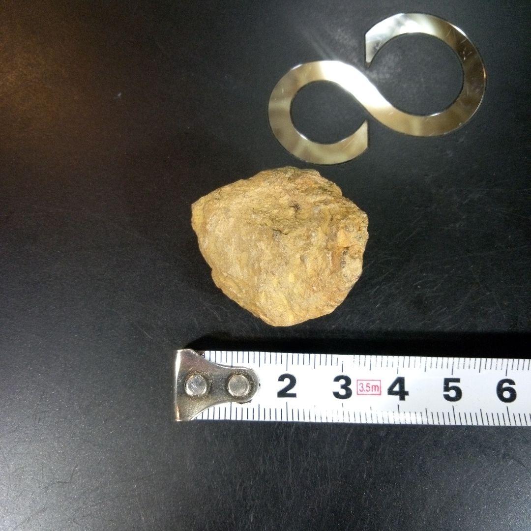 三葉虫　化石　fossil　ボリビア　trilobite　海生動物　三葉虫識別⑩