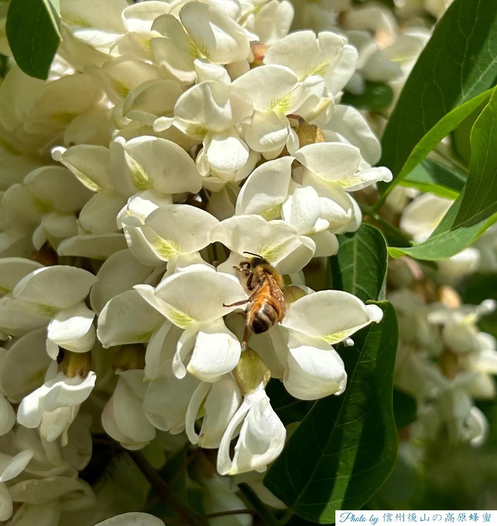 【アガベ】　信州産蜂蜜 1000g 4本 国産蜂蜜 はちみつ