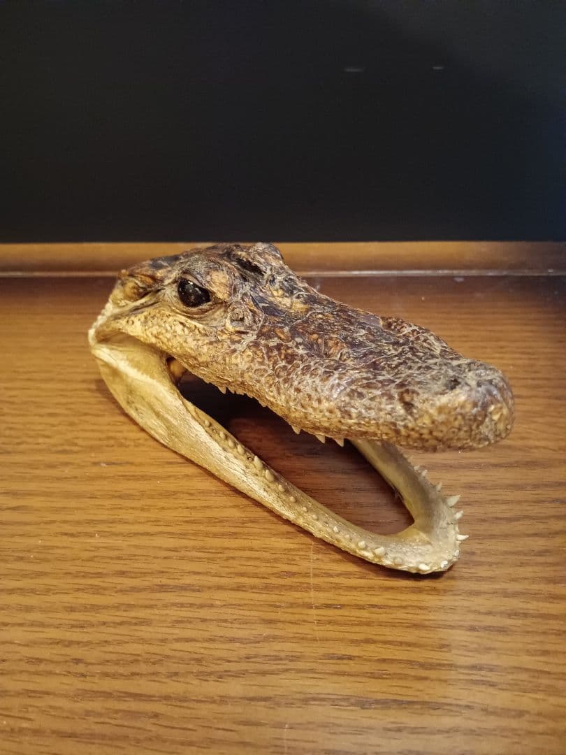 ワニ　カイマン　頭部　アリゲーター