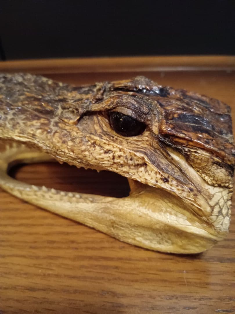 ワニ　カイマン　頭部　アリゲーター