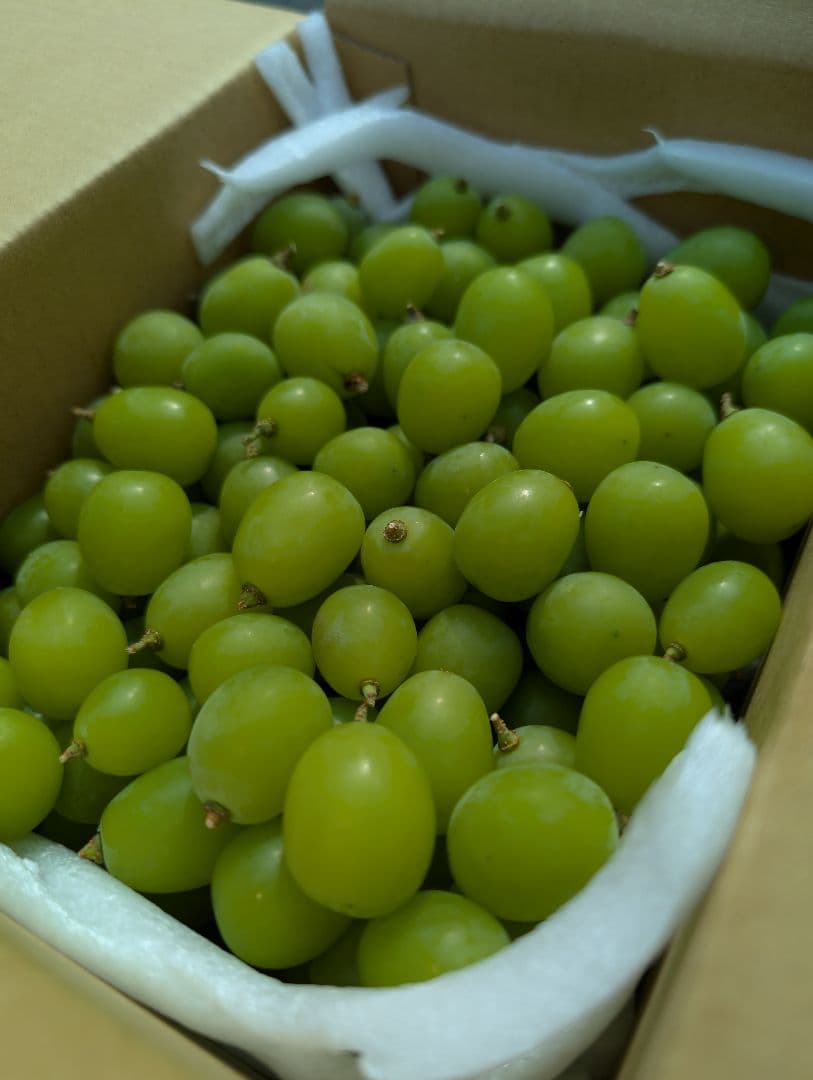 山梨県産ぶどう　富士の輝　8房入り　箱込み約5.5kg