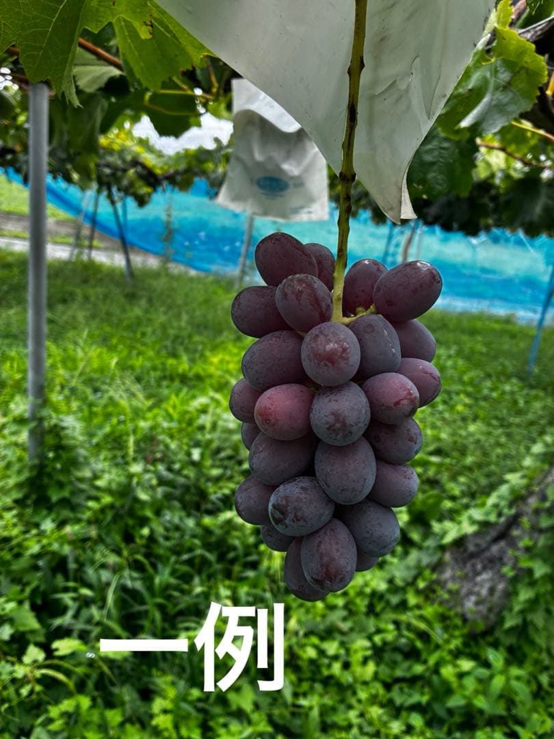 発送日おまかせ！クイーンルージュ3kg（房数おまかせ）お得ご家庭用