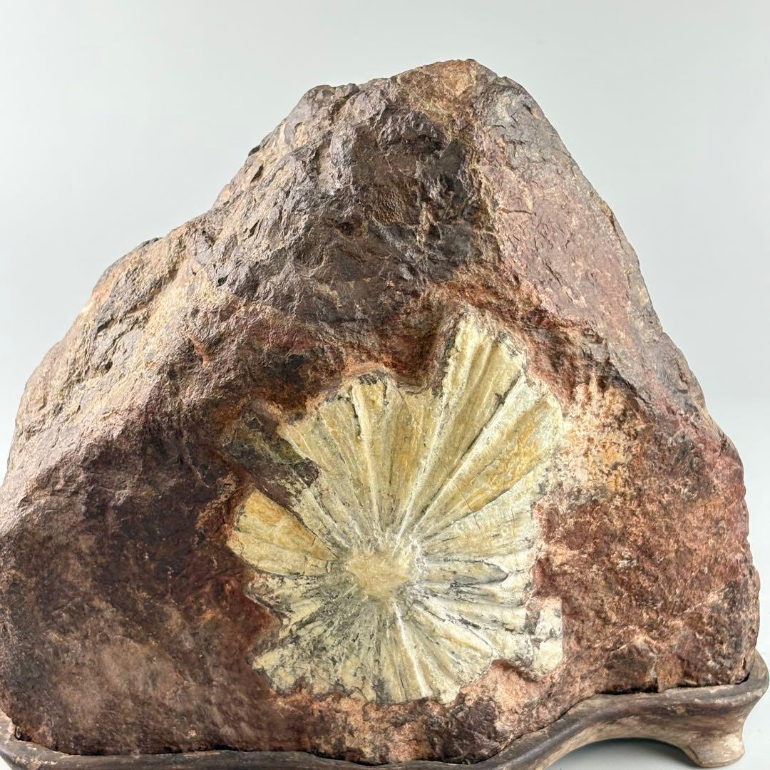 古美術 菊花石 飾石 天然石 約10.4kg 盆石 鑑賞石