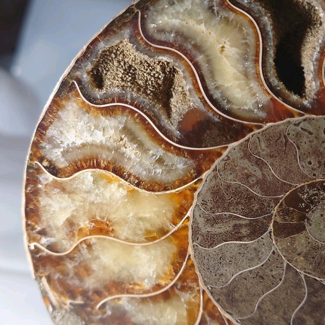 ★アンモナイト化石セット（台座付）