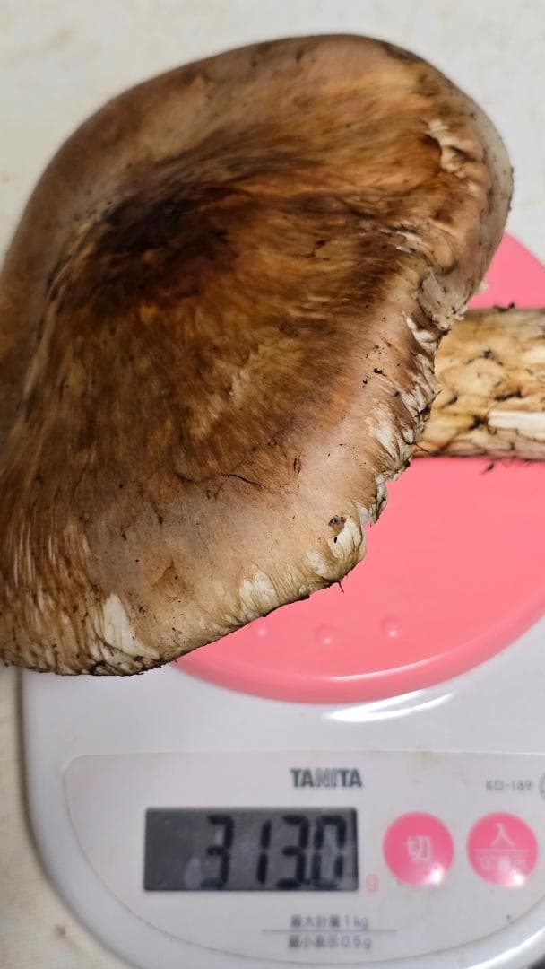 松茸 313g＋149g　10月14日獲れ 福島県産　会津