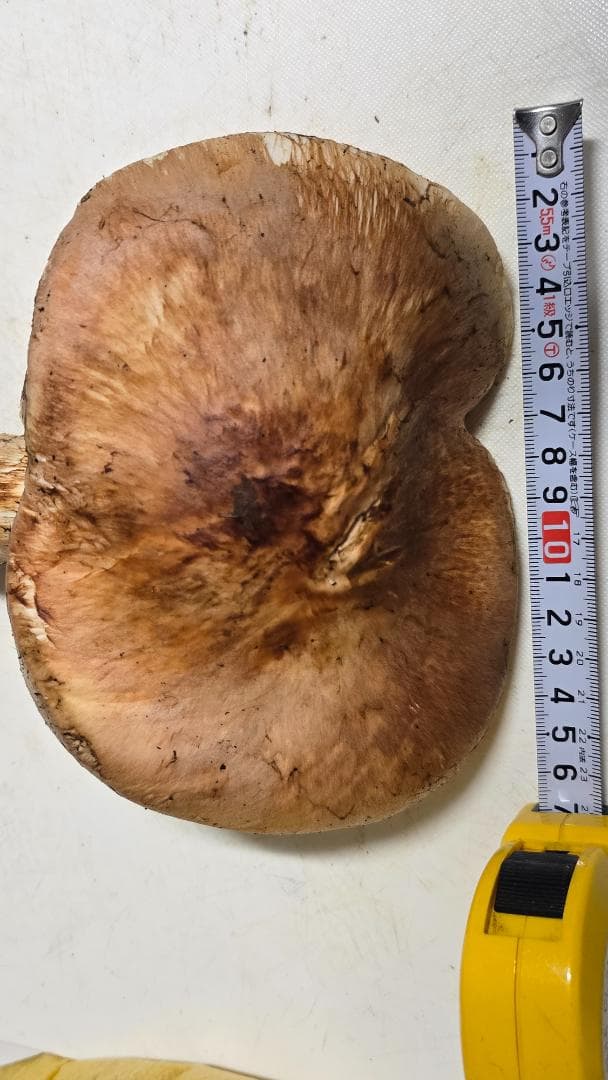 松茸 313g＋149g　10月14日獲れ 福島県産　会津