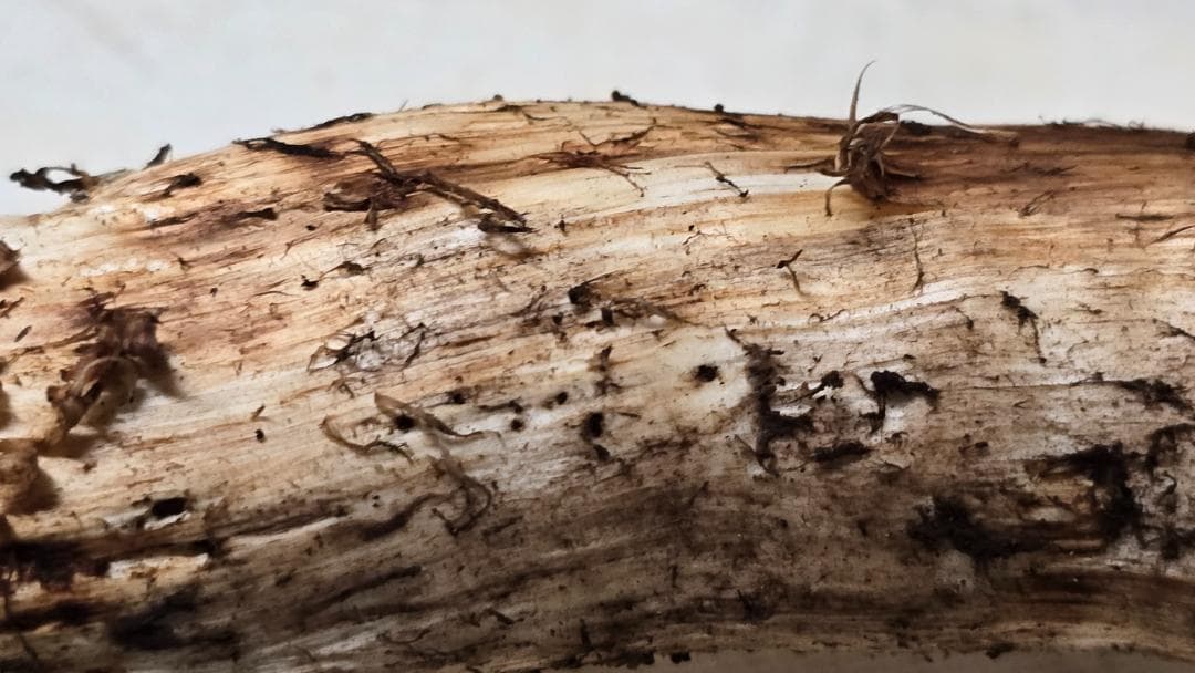 松茸 313g＋149g　10月14日獲れ 福島県産　会津