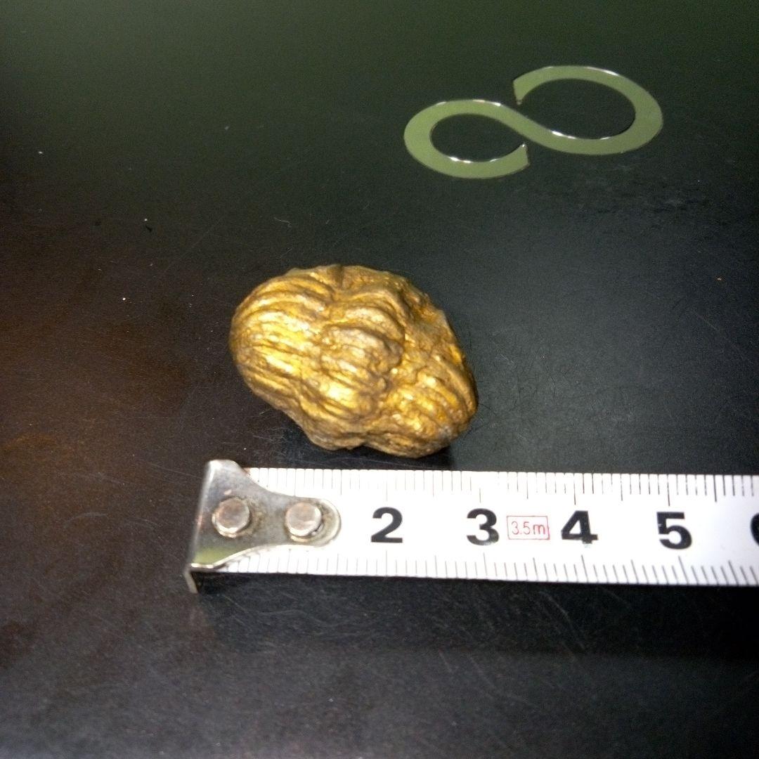 三葉虫　化石　fossil　ボリビア産　レア　Fossil管理⑤