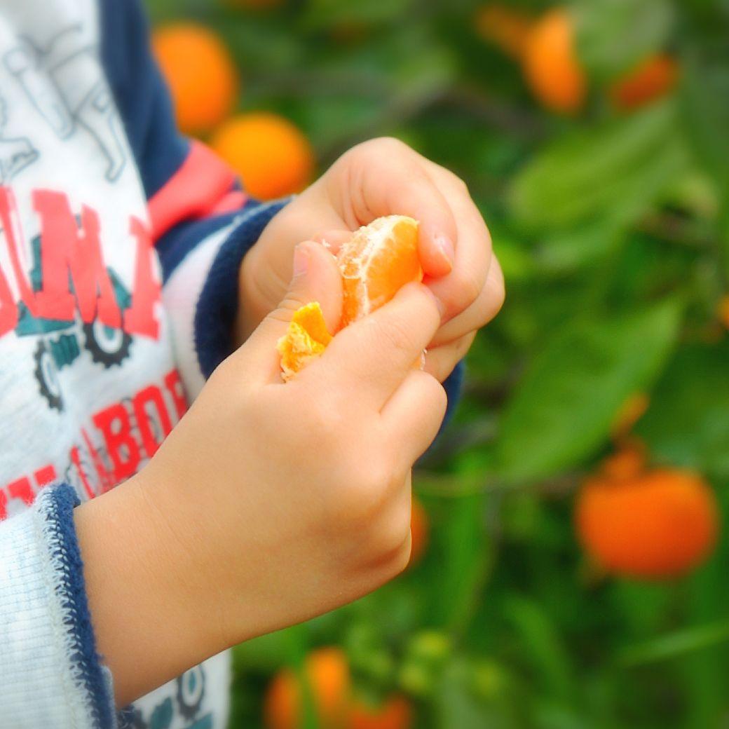 農家のだんな★有田みかん 5kg★小玉 販売中