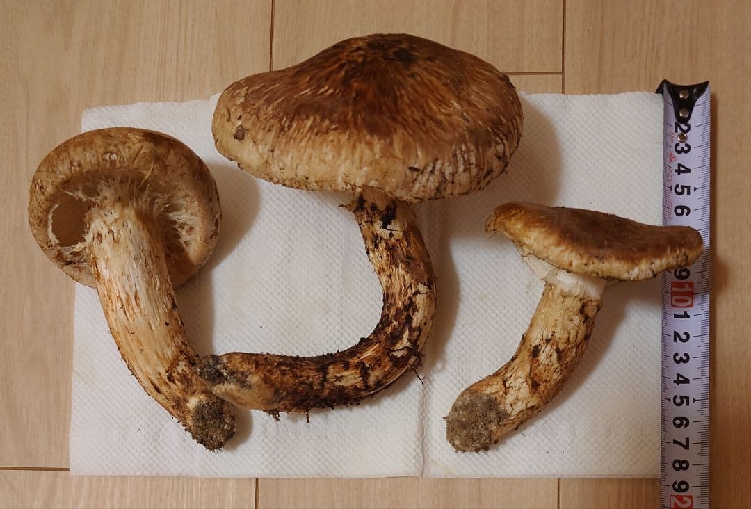 #岩手県岩手郡岩手町産天然松茸およそ350g