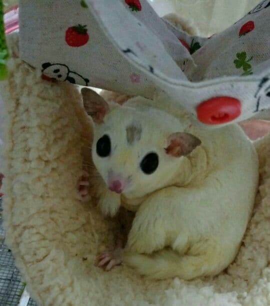 モモンガハウス(パンダいちご柄)ボアベージュ 特大サイズ  2300