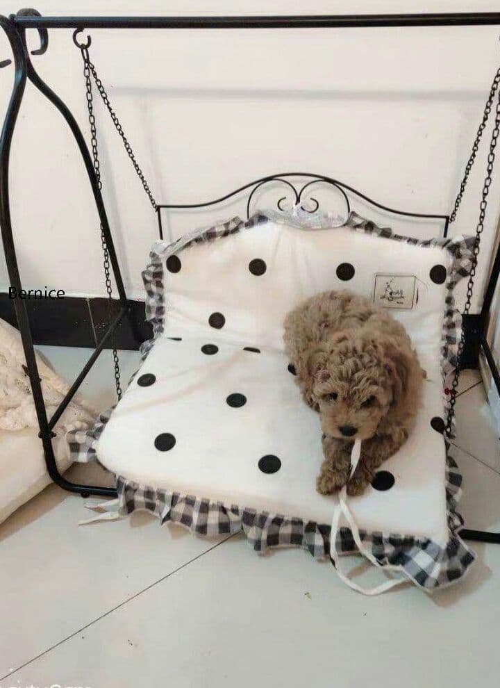 ングチェア用の小型犬や猫グッズのぬいぐるみを解体することができる4