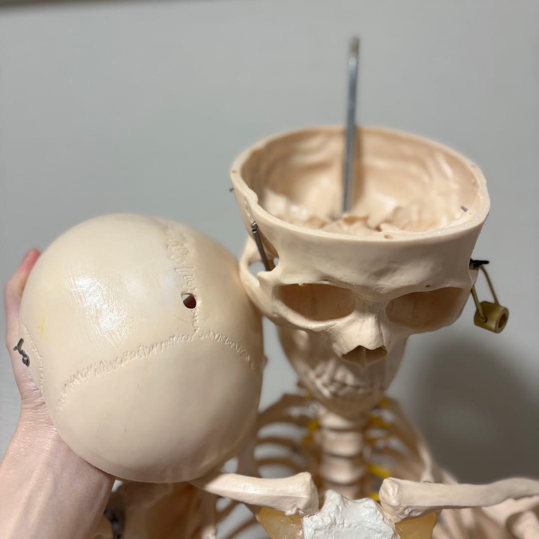 【chii_ricy】等身大 約170cm 骨模型 骨格標本 骨格模型