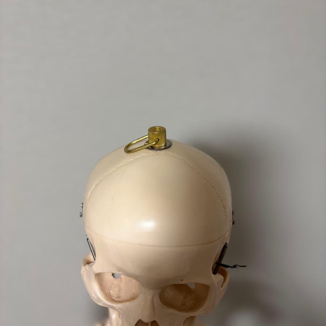 【chii_ricy】等身大 約170cm 骨模型 骨格標本 骨格模型