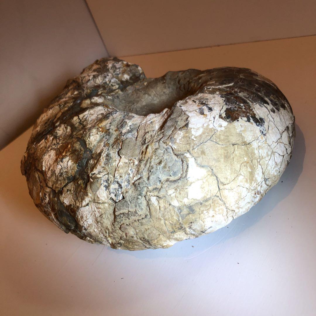 アンモナイト化石（超特大）