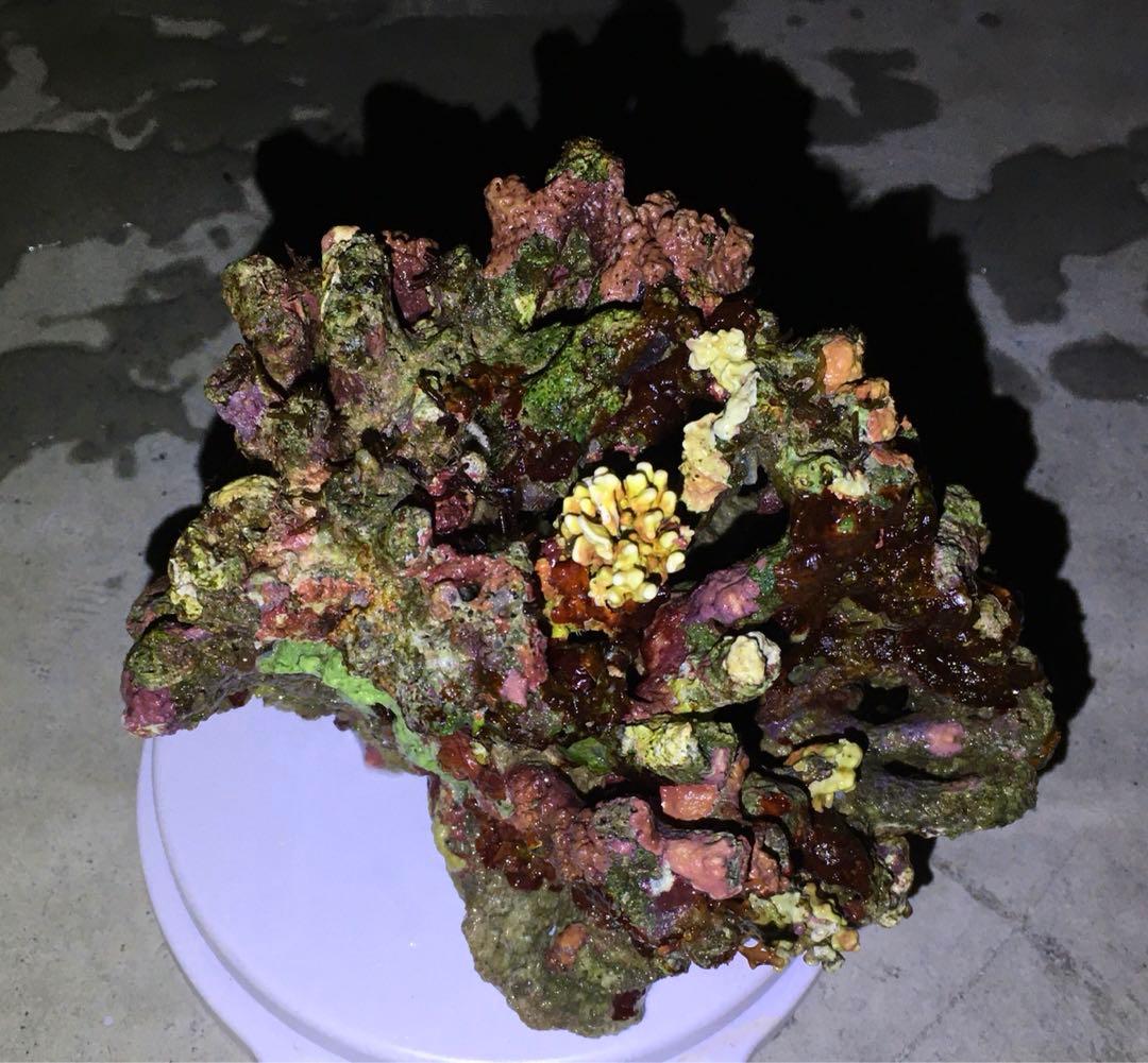 ライブロック　約3.4kg