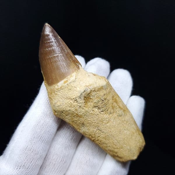 美品 歯根付き モササウルス 化石 本物 モロッコ産 80.09mm mos8