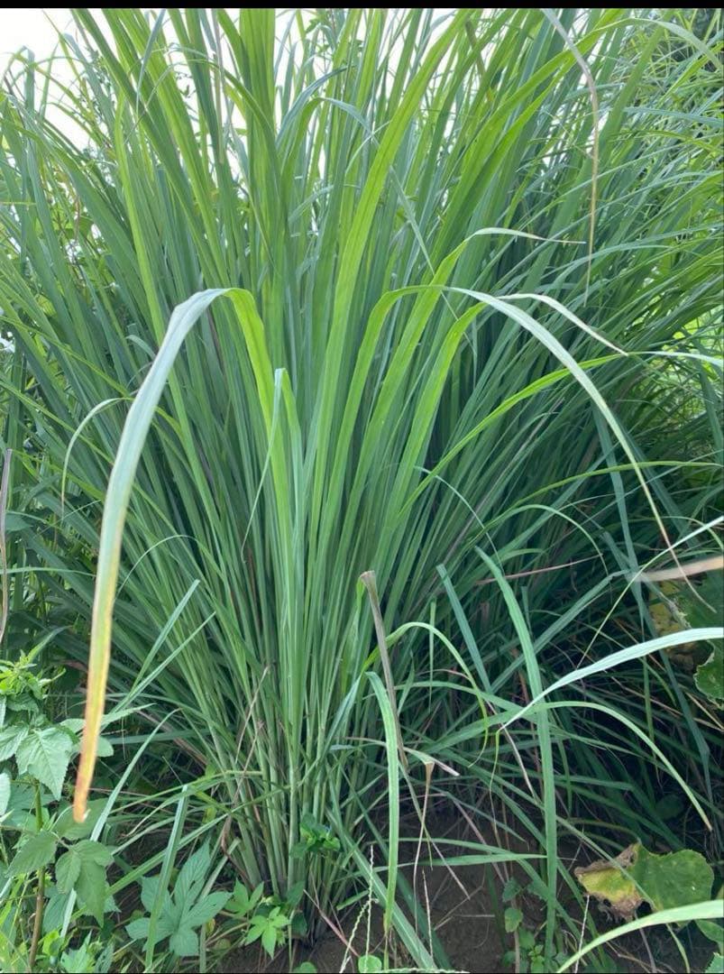 新鮮 レモングラス 生葉　8kg