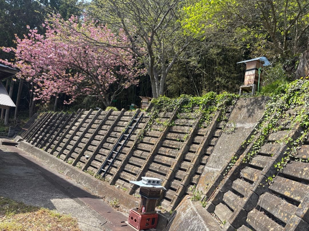 日本蜜蜂蜂蜜　純粋生ハチミツ　非加熱無加工無調整　百花蜜