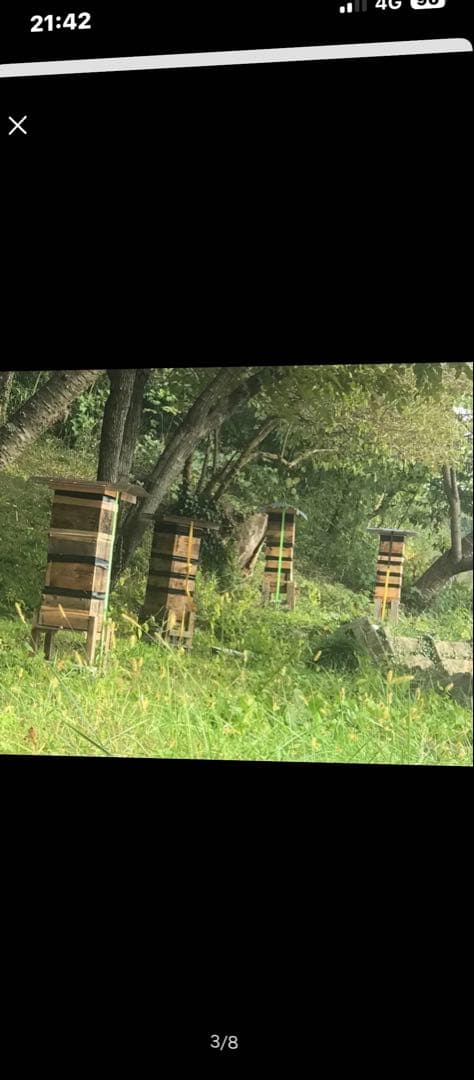 日本蜜蜂蜂蜜　純粋生ハチミツ　非加熱無加工無調整　百花蜜