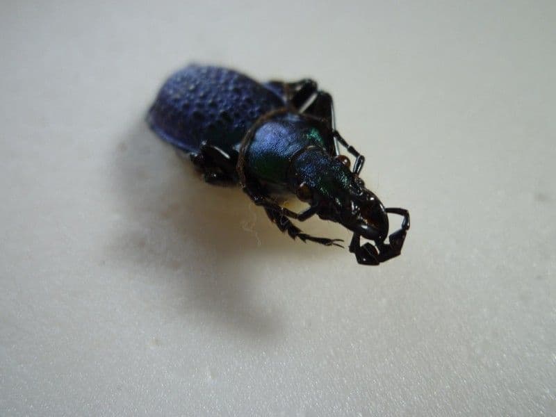 【外国産オサムシ標本】アオカブリモドキ/韓国.智異山産/41mm