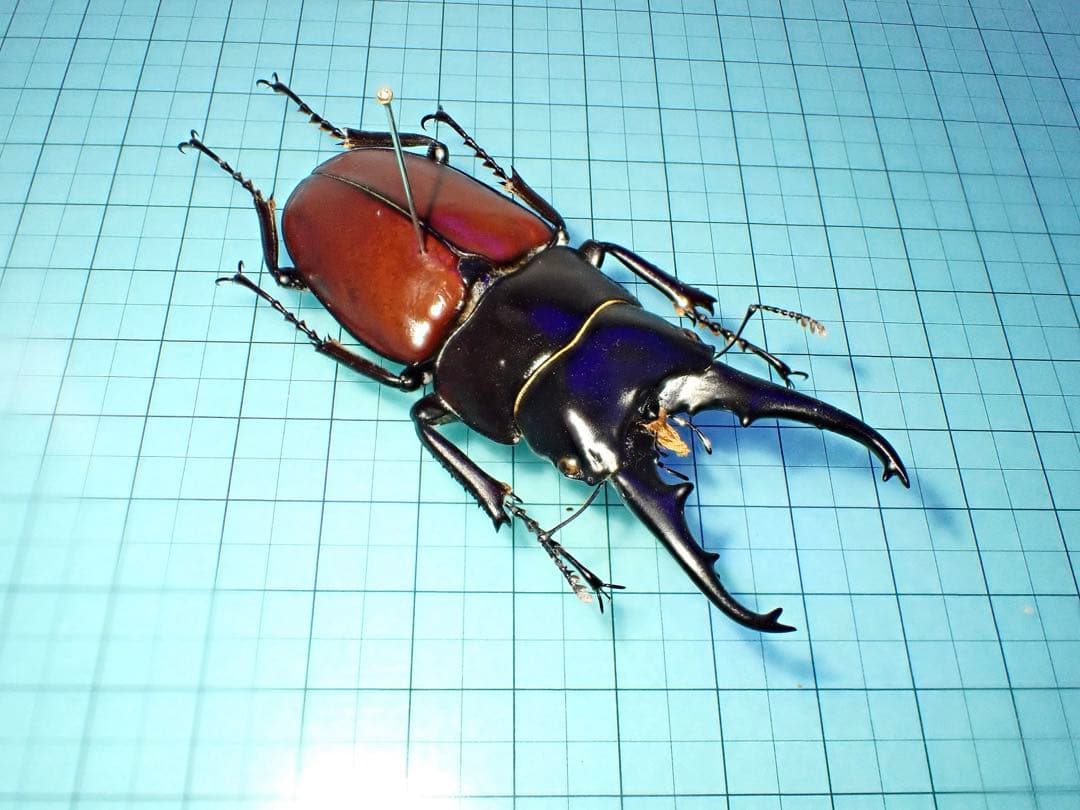 ナカジ　ラフェルトノコギリクワガタ　ハスタートノコギリクワガタ　2匹セット