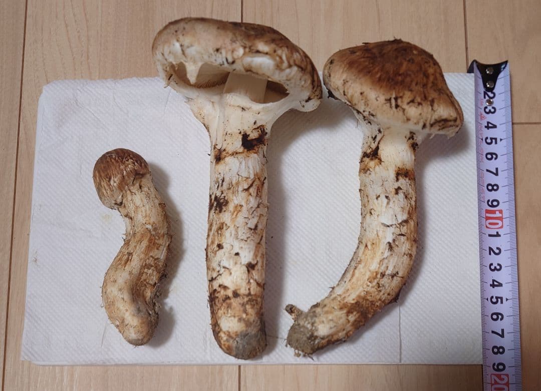 #岩手県岩手郡岩手町産天然松茸およそ320g