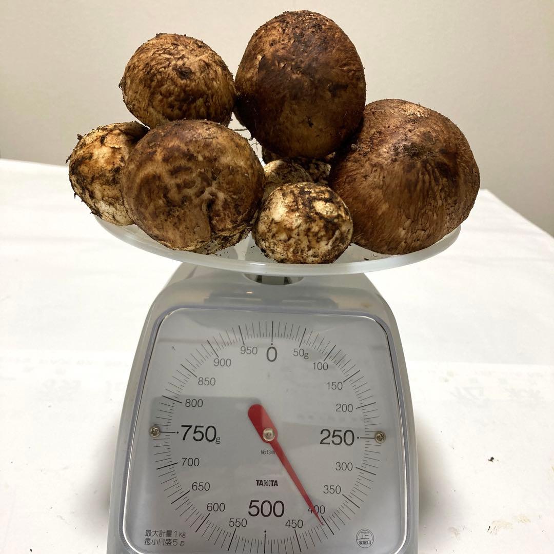 岩手県産　松茸　(400g)超え