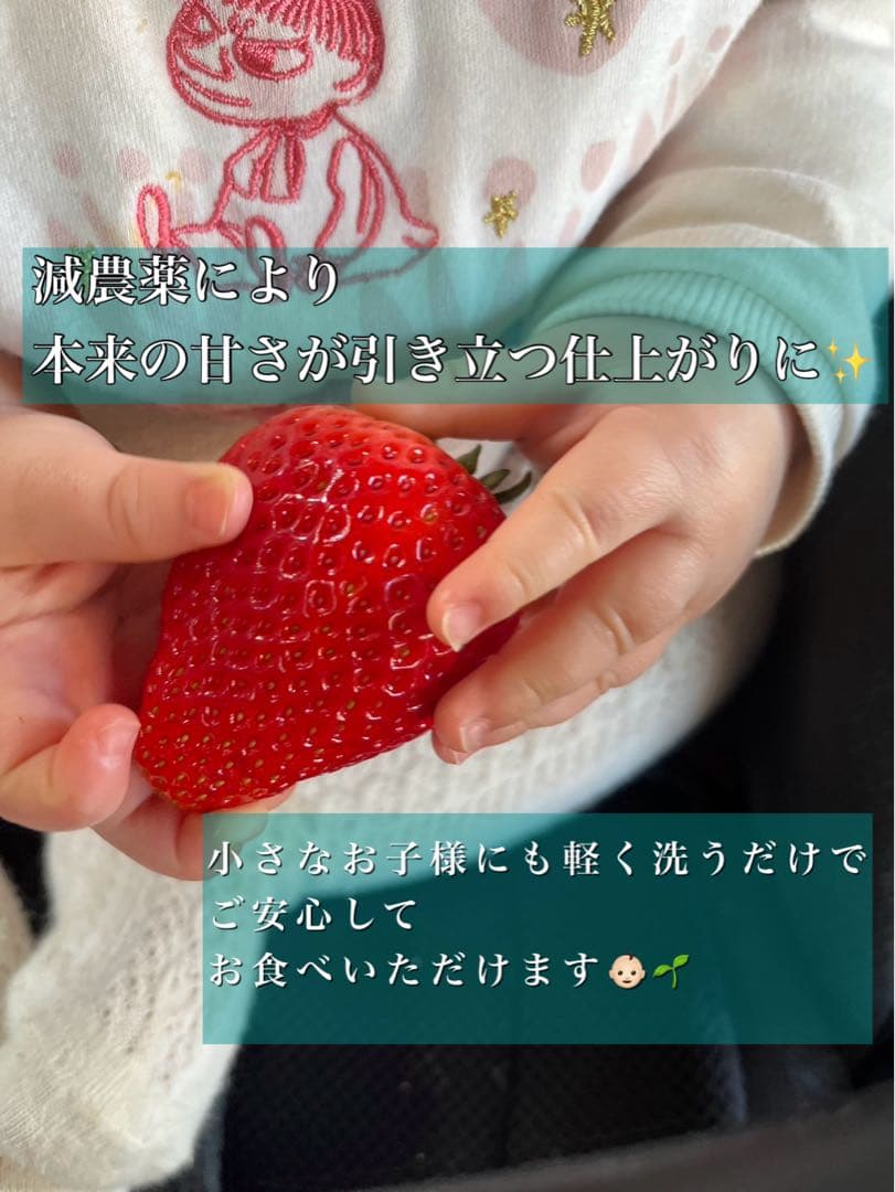 A級品 いちご 栃木 とちあいか 減農薬