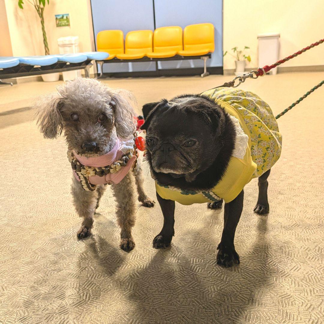 **お洋服着用写真**