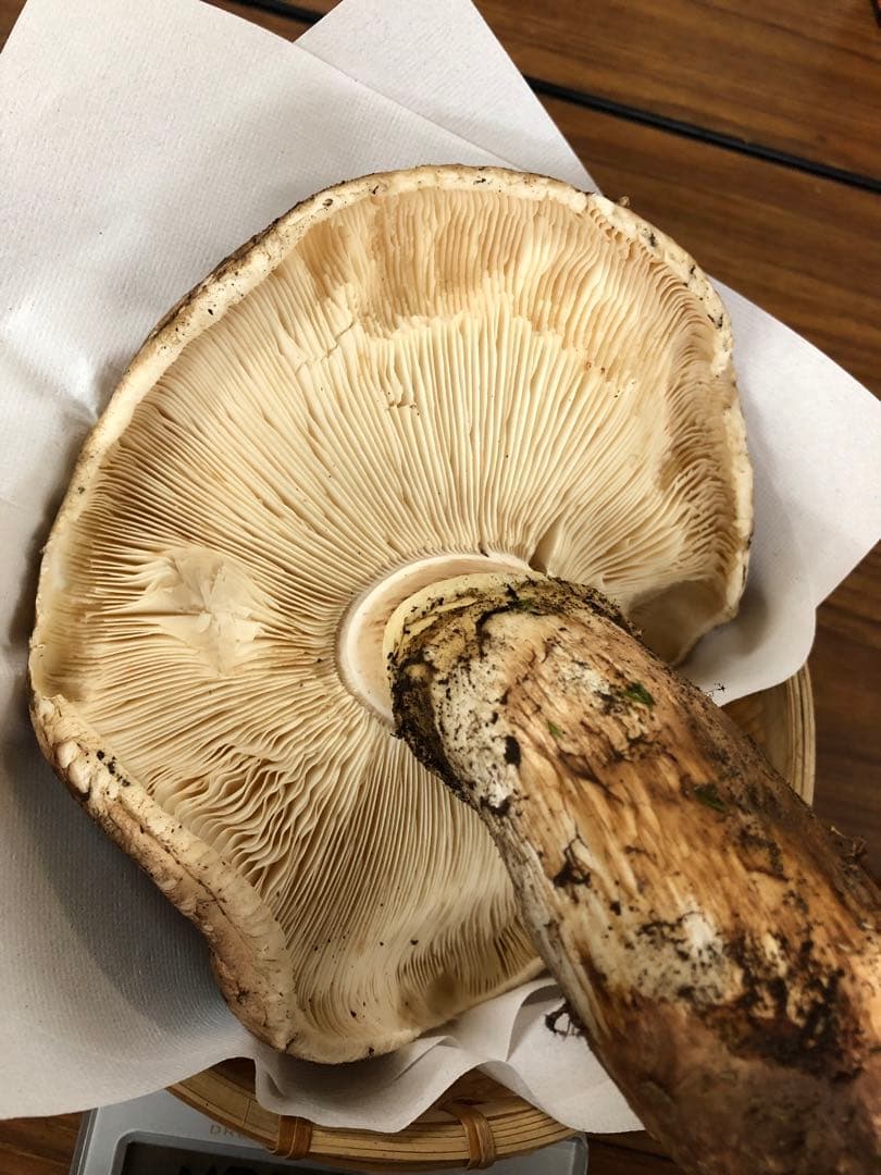 岩手県産　特大開き天然松茸（410g）①