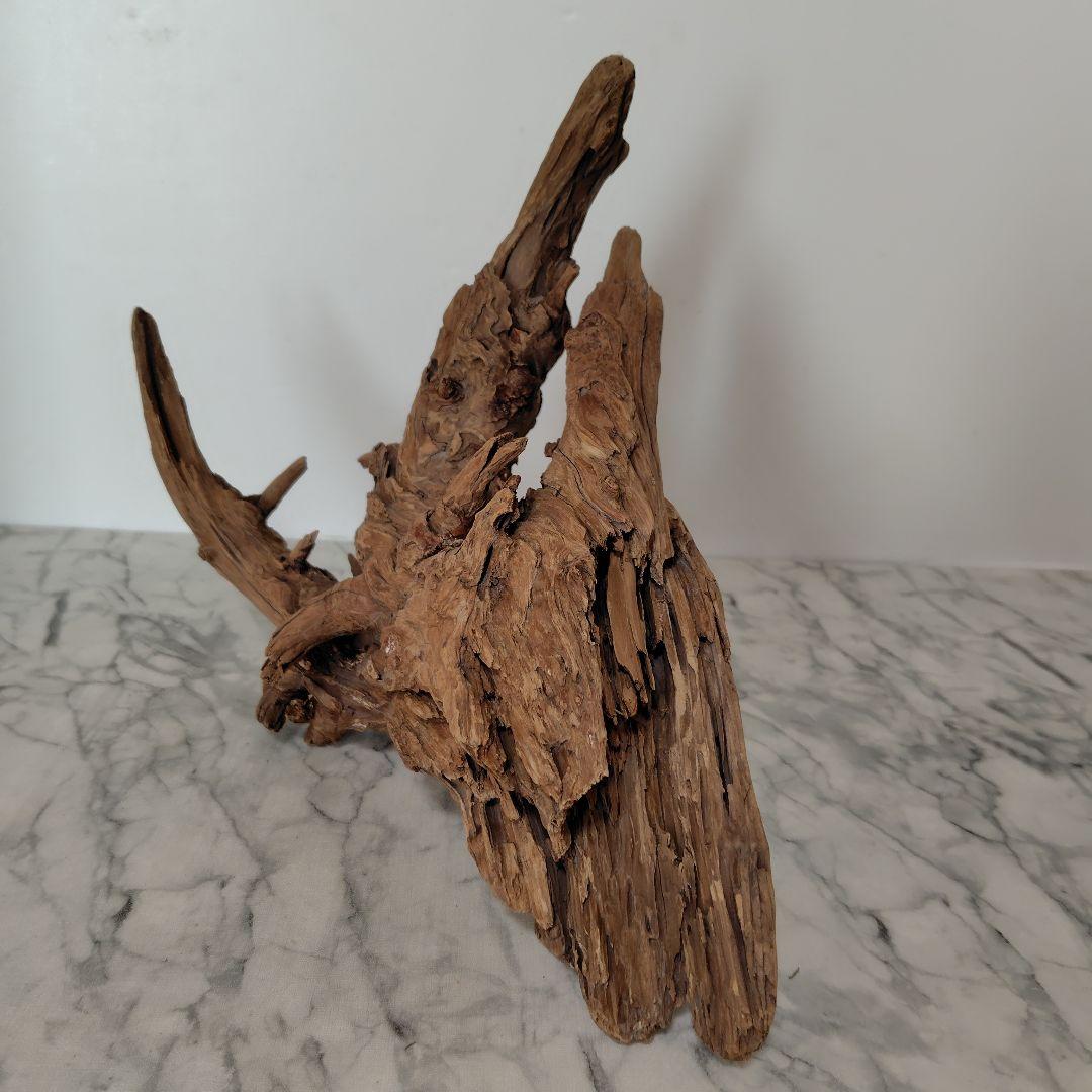 アク抜き済み流木【41】