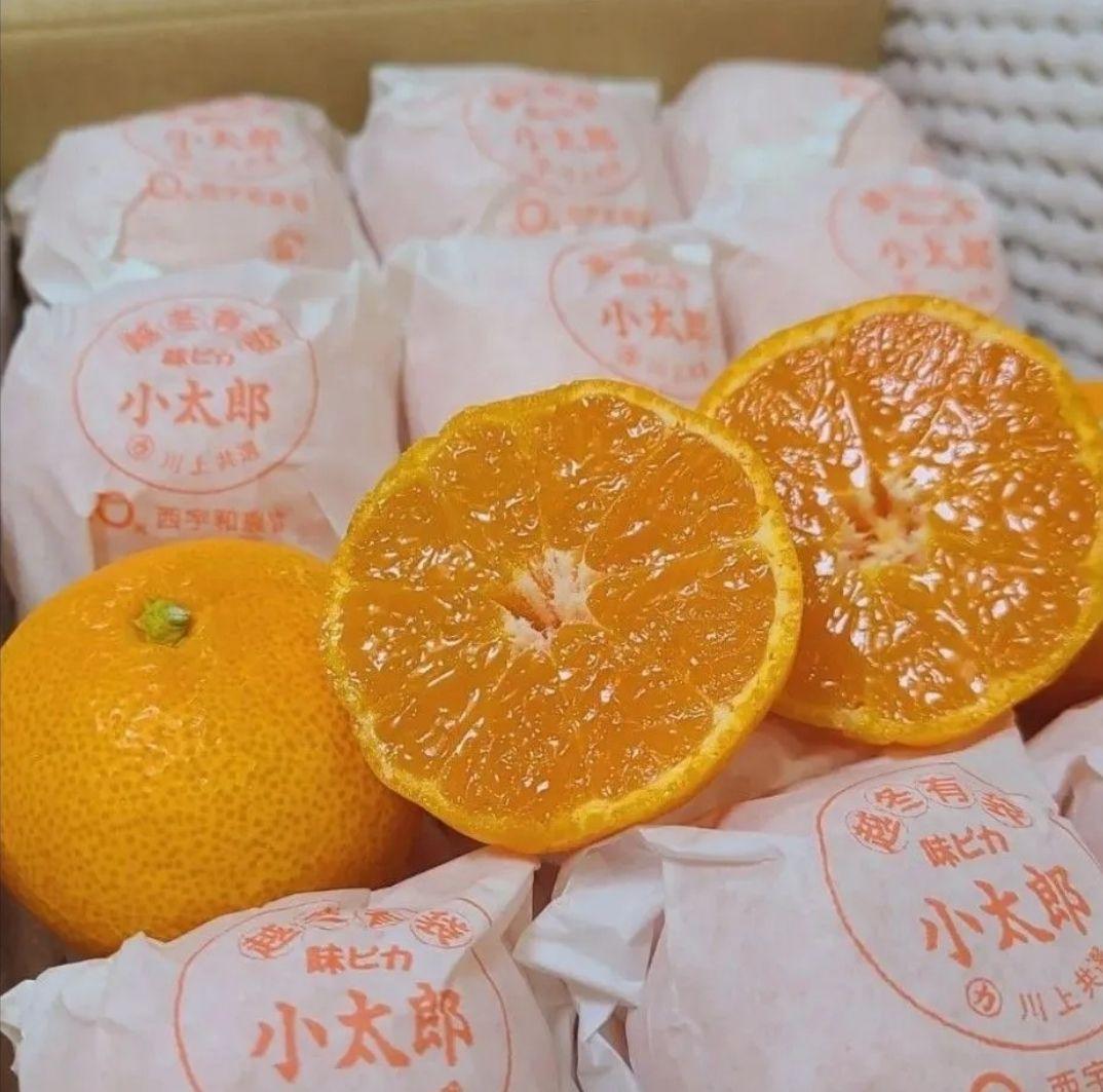 極上品質 愛媛産 味ピカ一【小太郎 越冬 みかん】30個入り 専用化粧箱