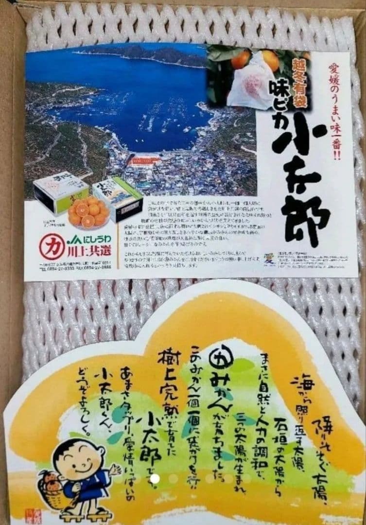 極上品質 愛媛産 味ピカ一【小太郎 越冬 みかん】30個入り 専用化粧箱