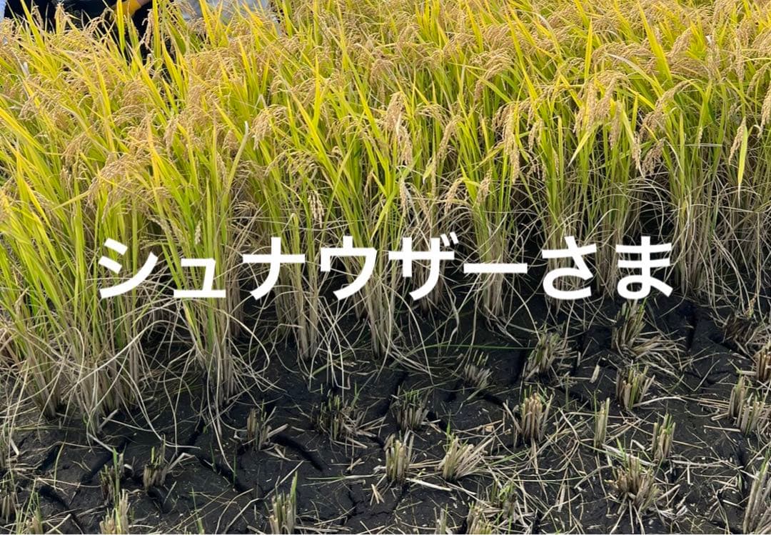 シュナウザーさま　①