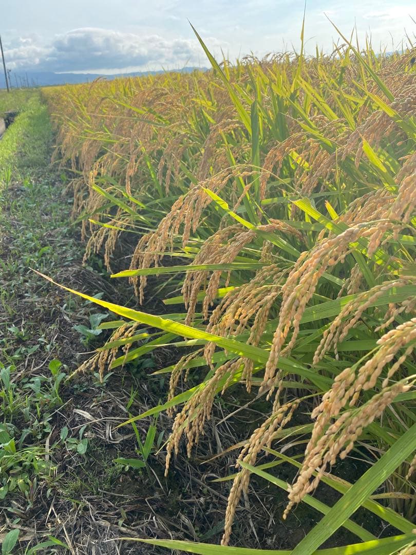 ぽっぽ　令和６年はれわたり