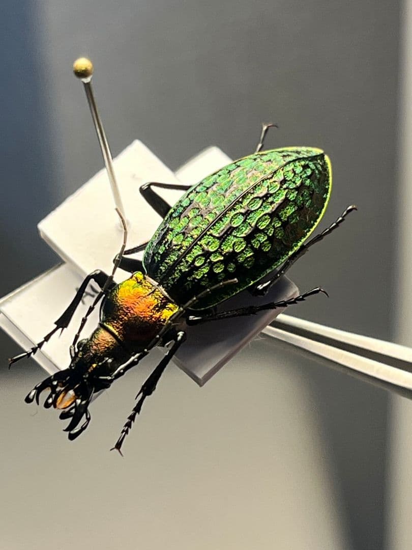 【28mm】シュレンククビナガオサムシ カブリモドキ オサムシ標本 オサムシ