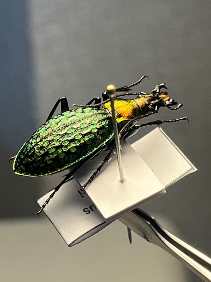 【28mm】シュレンククビナガオサムシ カブリモドキ オサムシ標本 オサムシ