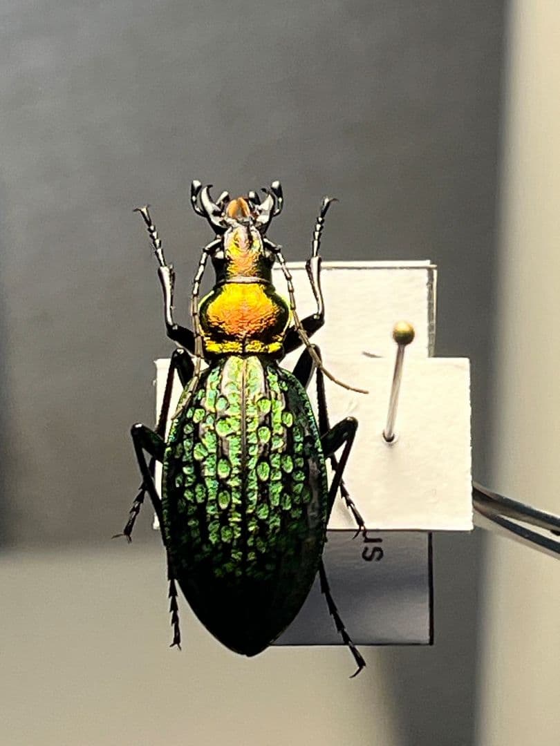 【28mm】シュレンククビナガオサムシ カブリモドキ オサムシ標本 オサムシ