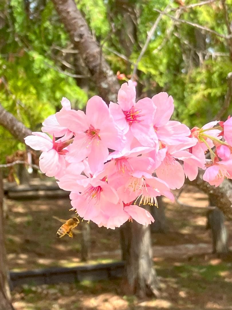 オハナ【令7新蜜】国産蜂蜜 百花蜜 1000g 2本