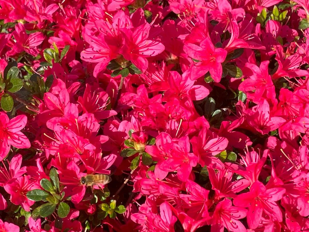 オハナ【令7新蜜】国産蜂蜜 百花蜜 1000g 2本