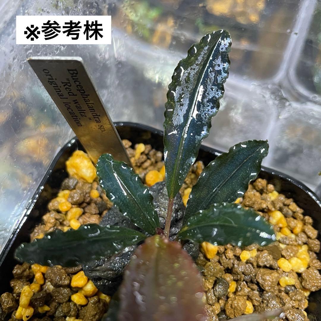 【水の国】ブセファランドラ レッドワルツ（※極小株）