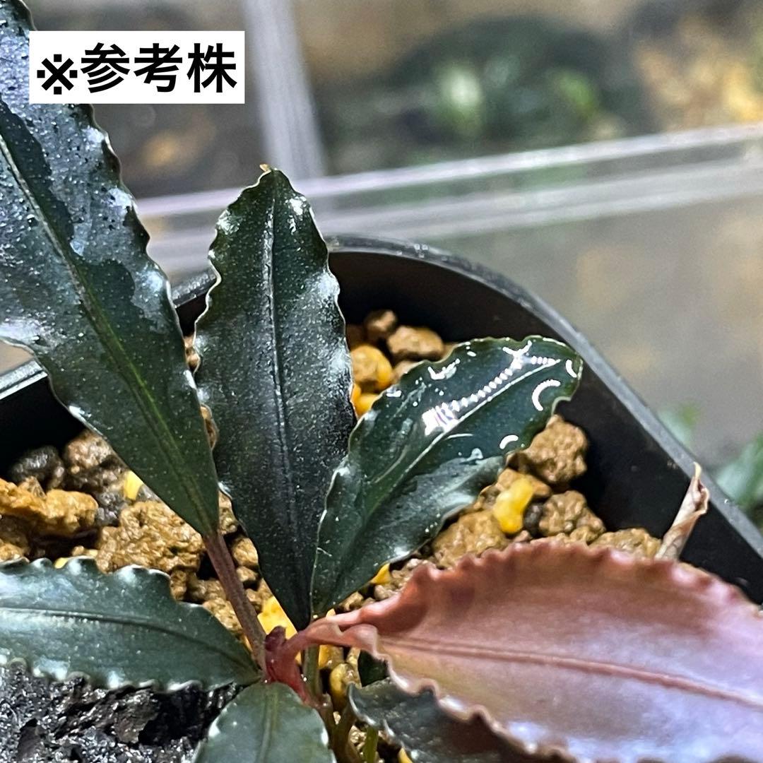 【水の国】ブセファランドラ レッドワルツ（※極小株）