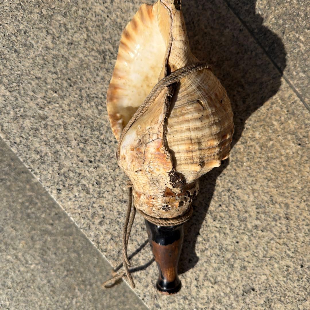 法螺貝30センチ